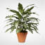Faux Queen Plant Plant in Ceramic Pot