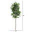 72 po plante