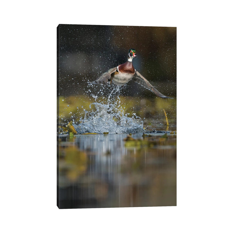 USA, Washington State. Male Wood Duck (Aix Sponsa) Flying From Union Bay In Seattle. by Gary Luhm - Wrapped Canvas Print
