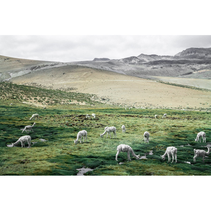 Field Of Lambs - Wrapped Canvas Art Prints, 20cm H x 30cm W x 3.8cm D