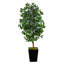 Faux Ficus Tree in Clay Planter-572805252-572805253