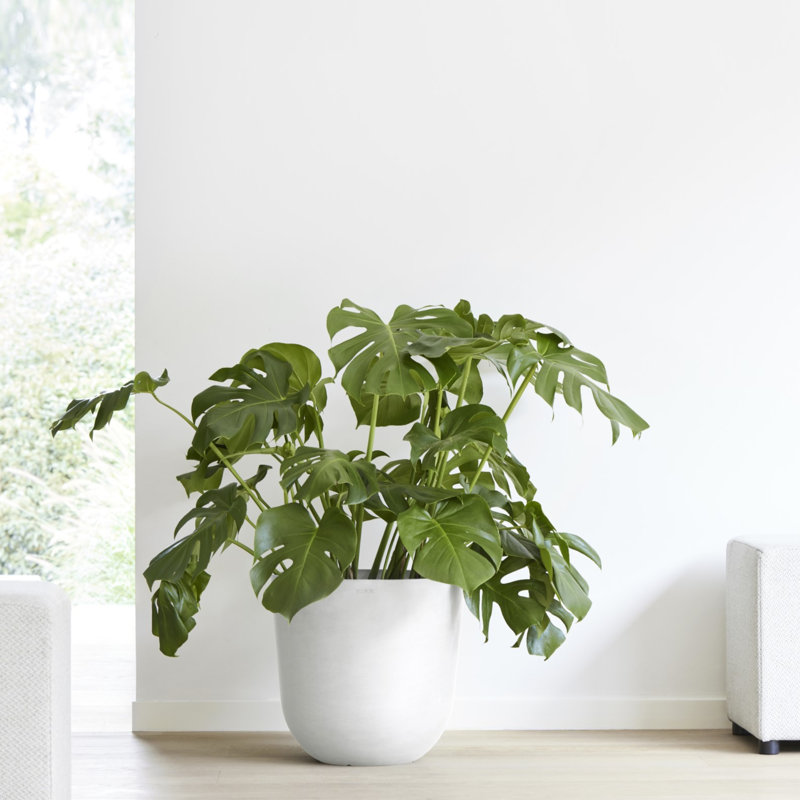 Pot Planter, White, 8.75" H x 17.7" W x 17.7" D