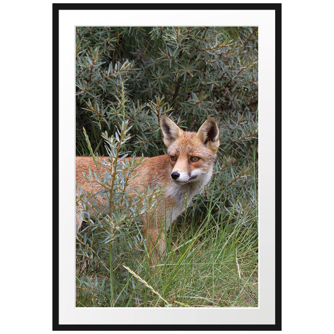 Gerahmtes Poster Fuchs im Wildstrauch