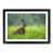 Black Framed