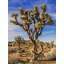 Art sur toile tendue par Foundry Select Perry, Rachel Gallery: Views of Joshua Tree III-103607998