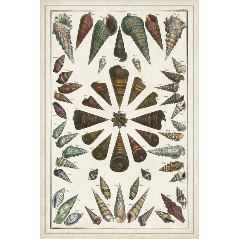 Grand Seba Shells II - Wrapped Canvas Painting, 91 cm H x 61 cm W, Wrapped Canvas