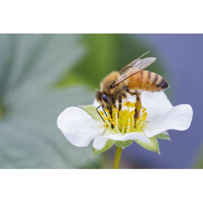 Honey Bee - Wrapped Canvas Print
