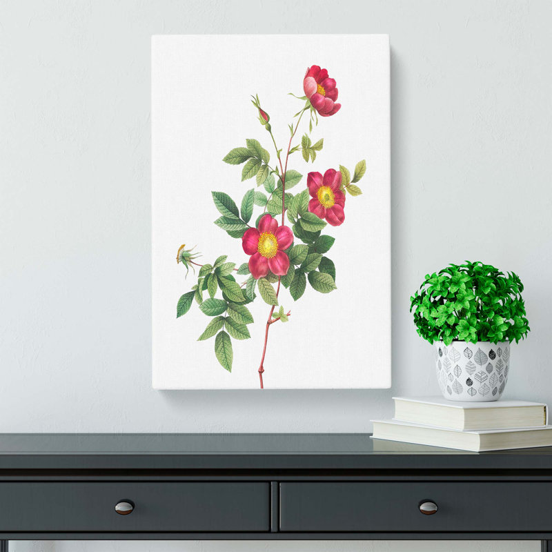 Common Alpine Rose In Pink by Pierre-Joseph Redoute - Wrapped Canvas, 50cm H x 35cm W 