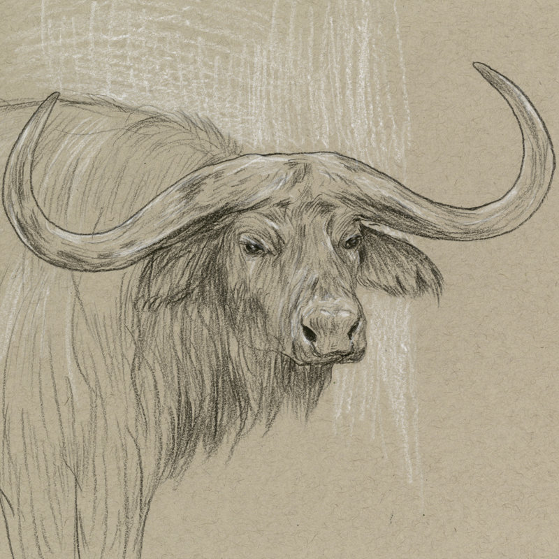 Croquis de Longhorn II, H 12 po x l 12 po