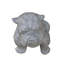 Bulldog