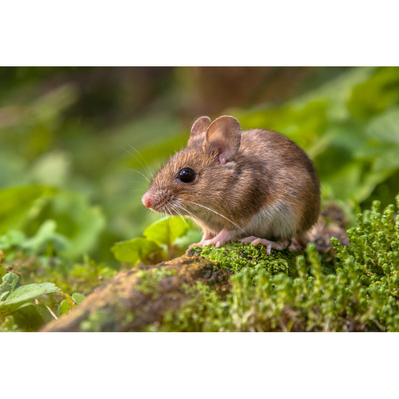 «Hristodor Wood Mouse in Natural Habitat on Canvas» par Creativenature_Nl, photographie, H 24 po x l 36 po x P 1,25 po