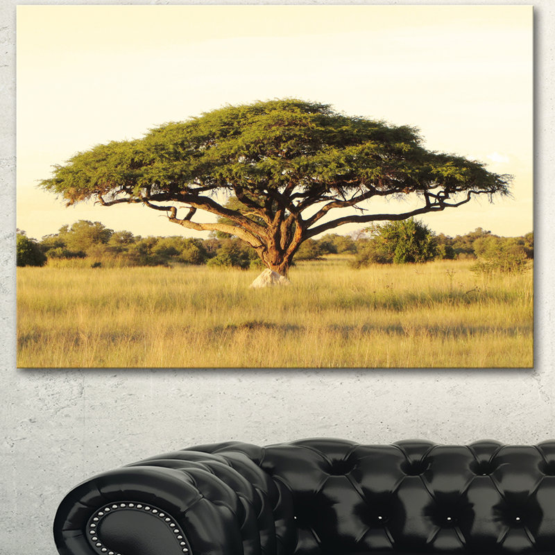 Acacia sur une plaine d'Afrique - reproduction de photo, H 30 po x l 40 po, Métal métal