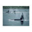 «Orcas» par Etelca, impression sur toile tendue-27649525