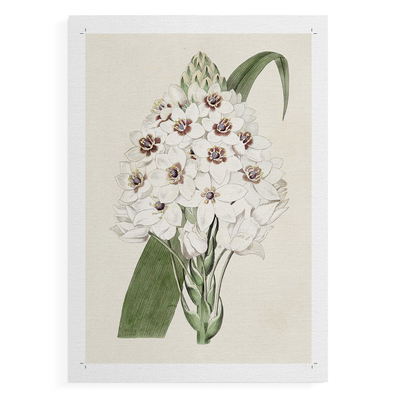 Flore Albo II - Impression sur toile seulement - NON-CADRE, H 18 po x l 12 po