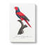 Violet-Necked Lory by F. Levaillant - Wrapped Canvas Painting-55370122