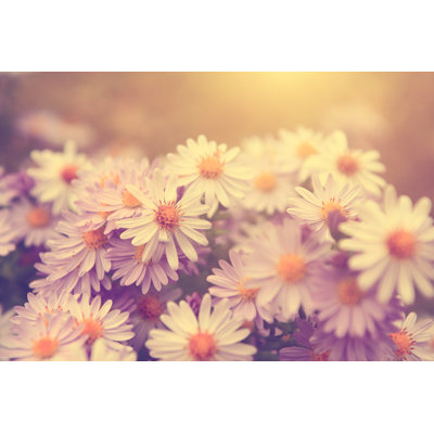 Beautiful Wild Flower - Wrapped Canvas Print