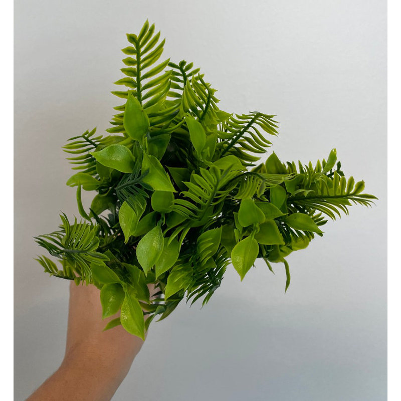Zamia Bush