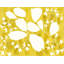 Golden Spirea Print by Kate Roebuck-227653270-227653273