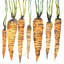 Aquarelle carottes - Toile de cuisine gastronomique pour la maison