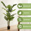 Fausse plante Monstera Deliciosa-1550494626