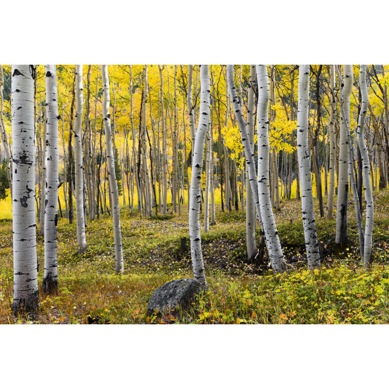 Wrapped Canvas Print, 50.8 cm H x 76.2 cm W