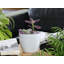 Cache-pot en céramique émaillée Peace Lily Cache, petit modèle - Intérieur/Extérieur-1653800695