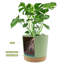 Ensemble de 2 jardinières avec trous de drainage et sauce-903023426-903023455