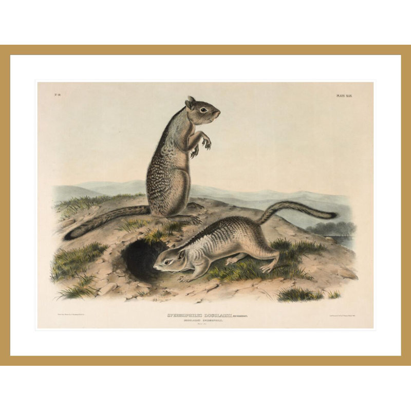 «Spermophile (Spermophillus douglassii)» par John James Audubon, H 32,43 po x l 41,5 po