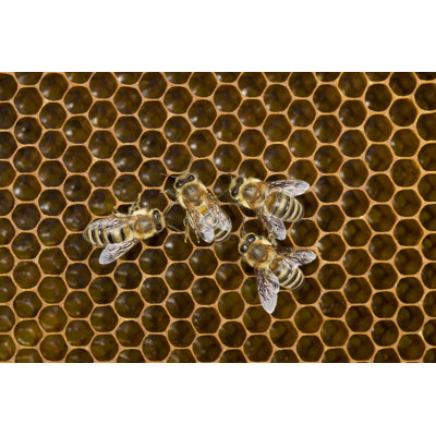 Bees Working on Honeycomb by Grafissimo