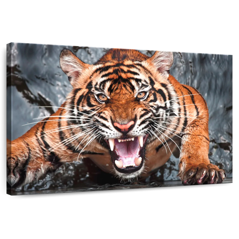 Célèbre fureur du tigre, H 34 po x l 51 po
