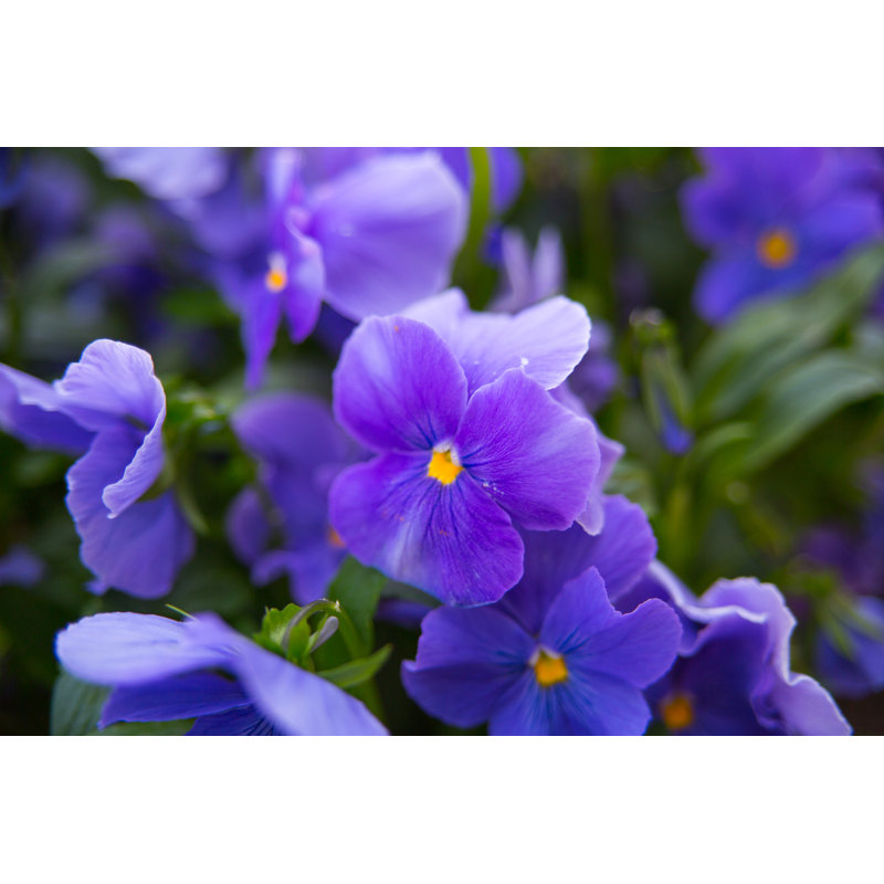 Fleurs mauves - photographie sur toile tendue, H 8 po x l 12 po