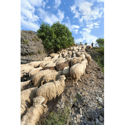 " Sheep " by Ddsign_Stock