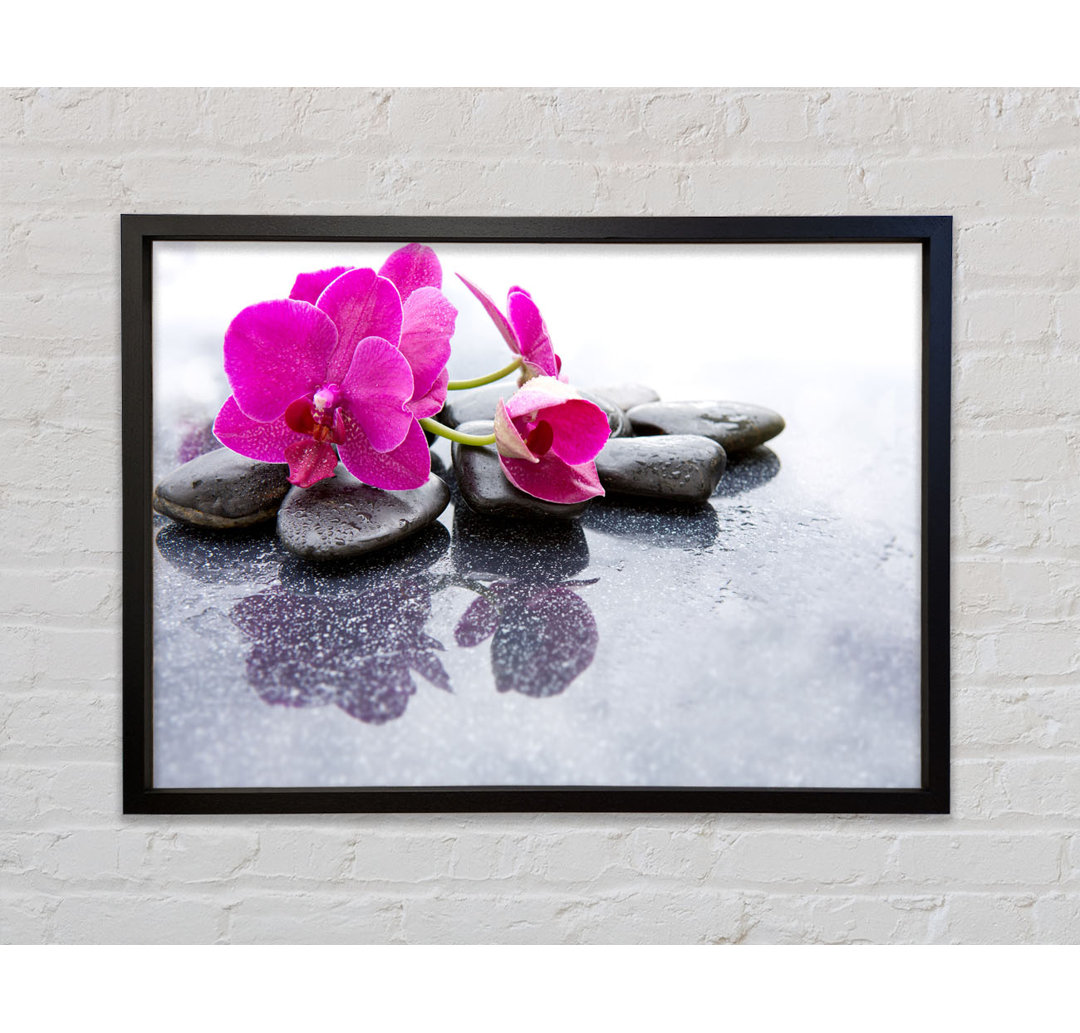 Pink Orchid On The Rocks - Einzelner Bilderrahmen Kunstdrucke auf Leinwand