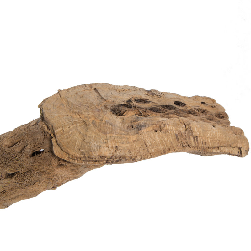 CHOLLA, NATURAL, 36-41" PIECE, Dried