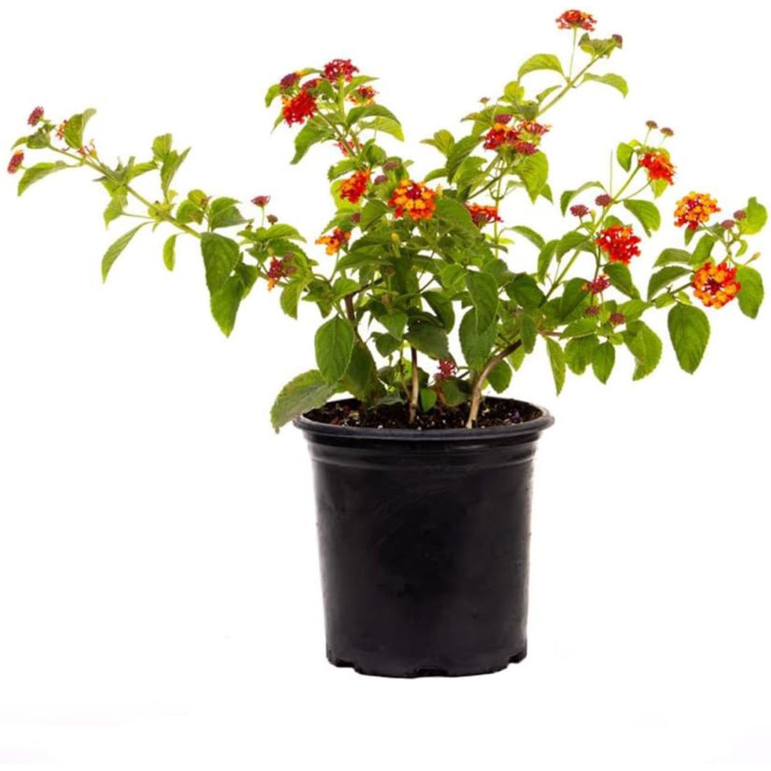Flowering American Plant Exchange Lantana Dallas Red, 6-Inch Pot, Red & Orange Flowers, Attracts Butterflies American Plant Exchange