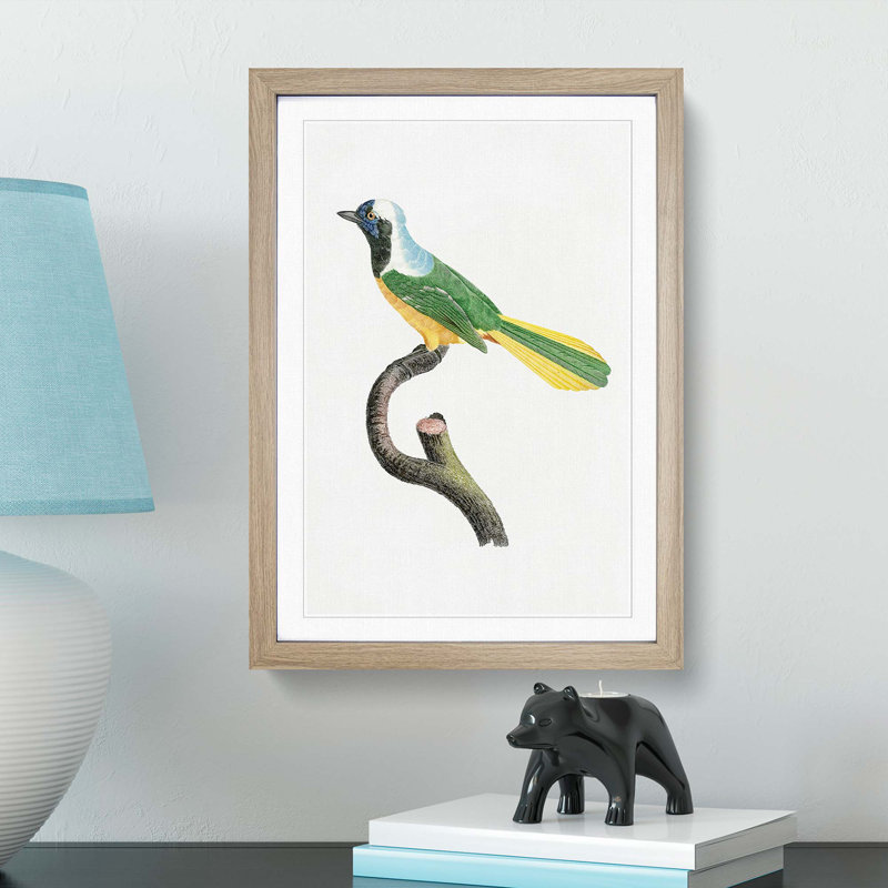 Peruvian Jay Bird by Jacques Barraband - Picture Frame Painting Print, 36cm H x 27cm W x 2cm D, Oak Framed