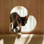 Structure d'escalade simple et créative pour chat