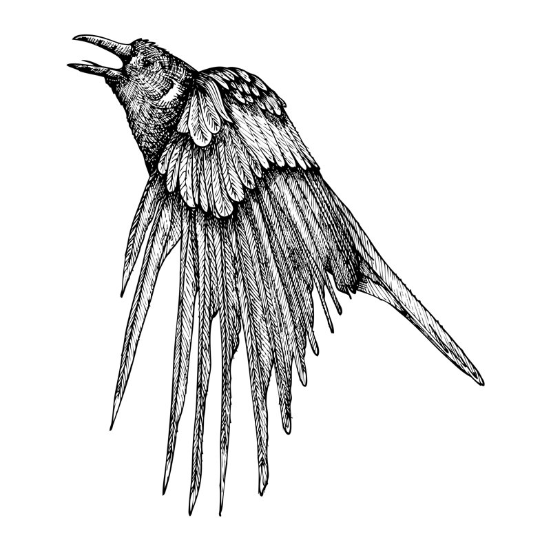 Crow by Tigerstrawberry - Wrapped Canvas Print, 30cm H x 30cm W