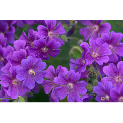 Tuberous Cranesbill - Wrapped Canvas Print