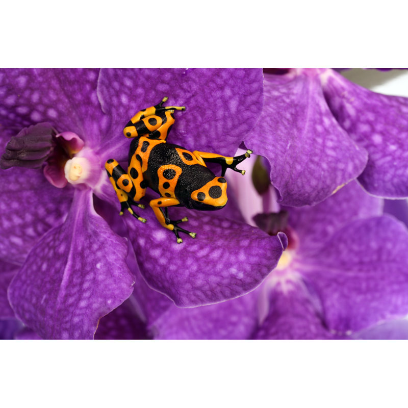 Black Yellow Frog On Orchid - Wrapped Canvas Print, 30cm H x 46cm W x 3.8cm D