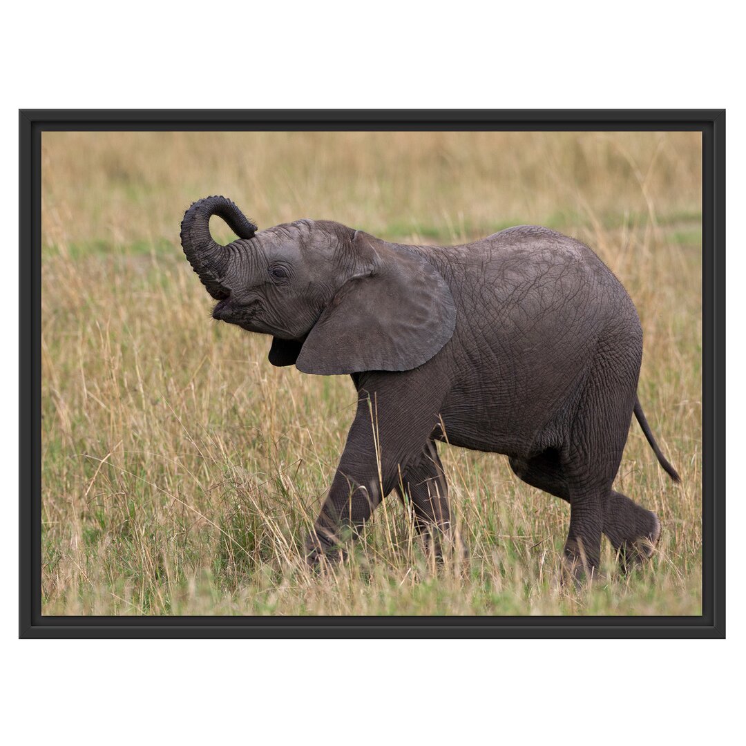 Gerahmter Fotodruck Little Baby Elephant