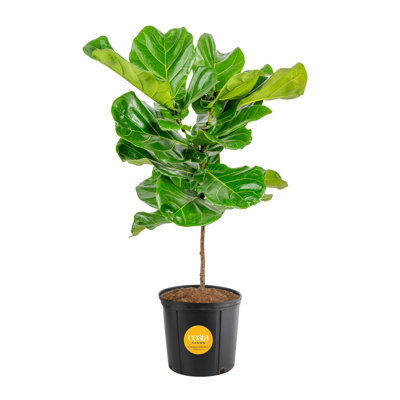 Fiddle Leaf Fig in Nursery Pot