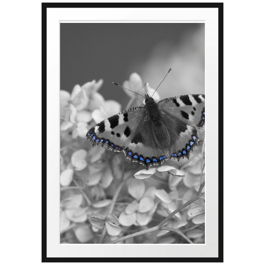 Gerahmtes Poster Schmetterling auf Blüten