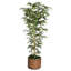 Arbre de bambou en pot 77 po Panama-1000703917