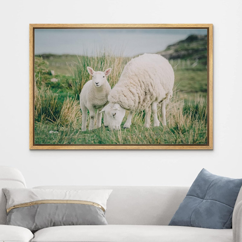 Animaux, Écosse, Irlande, campagne, mouton, agneau, Cadre naturel, H 24 po x l 36 po x P 1,5 po