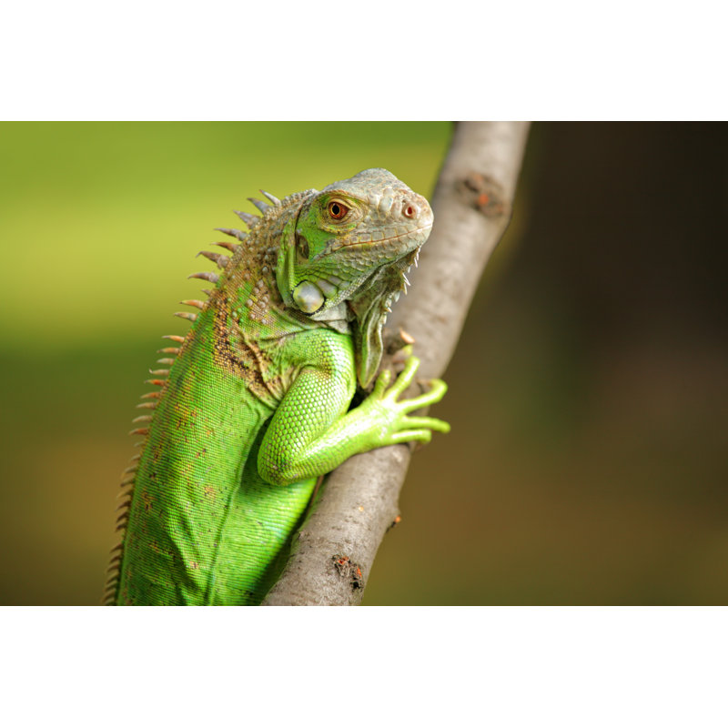 Iguane - photographie sur toile tendue, H 8 po x l 12 po