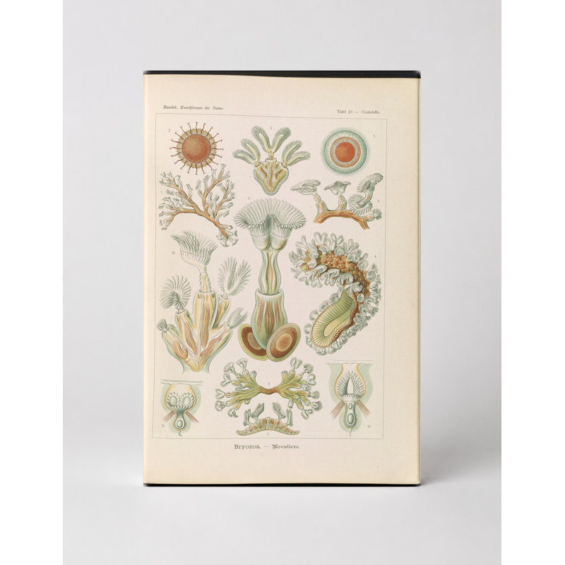 Bryozoa. - «Moostiere» (1904) - Portrait, art mural sur toile, 14" W x 11" H