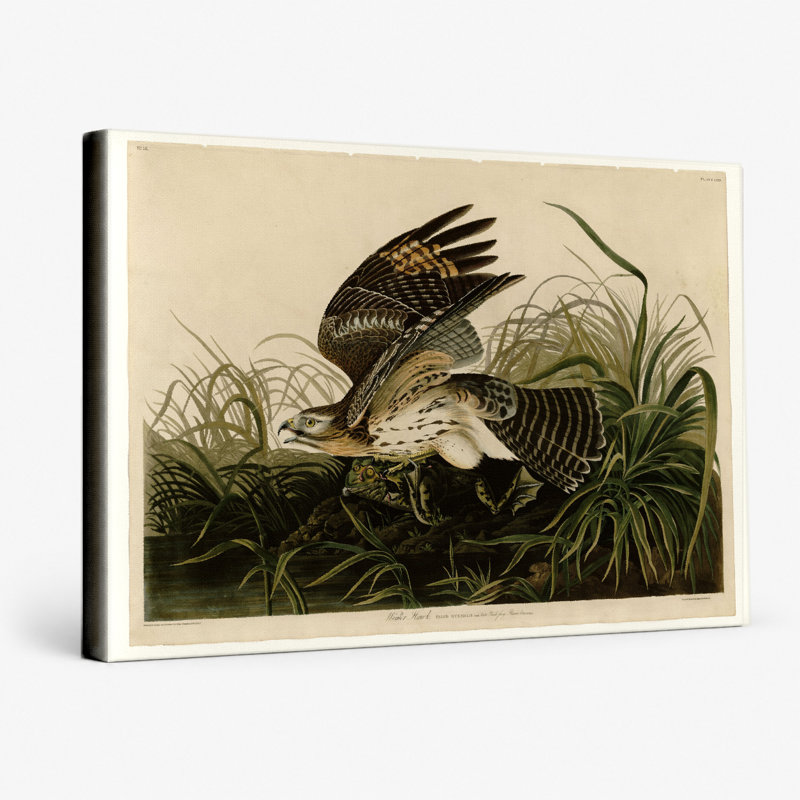 Winter Hawk, Plate CCLVI (1838) - Paysage, art mural sur toile, 14" W x 11" H