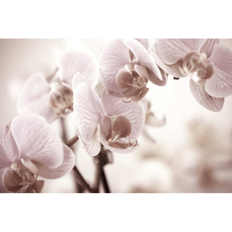 Orchid - Wrapped Canvas Print, 61cm H x 91cm W x 3.8cm D
