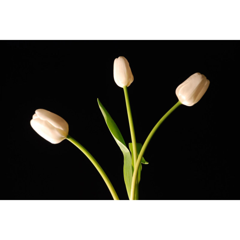 White Tulips On Black - Wrapped Canvas Art Prints, 30cm H x 46cm W